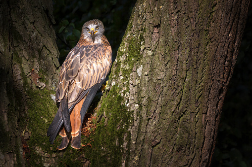 The red kite - Milvus milvus - is a medium-large bird of prey in the family Accipitridae