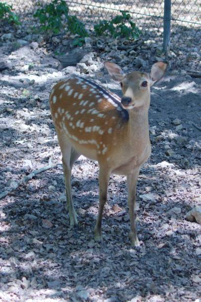 istock A Sika Deer watches as we pass by. 1574667101
