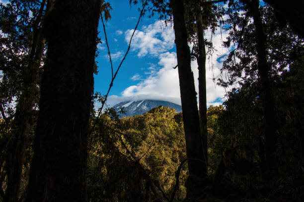 View of Kilamanjaro from the jungle after hiking the mountain