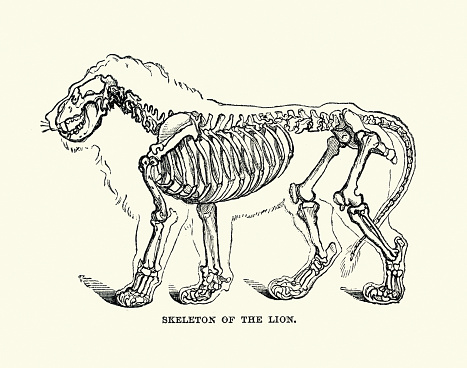Vintage illustration of showing the skeleton of a lion, Wildlife art anatomy