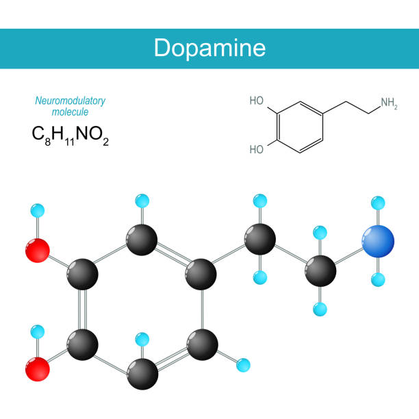 illustrazioni stock, clip art, cartoni animati e icone di tendenza di molecola di dopamina - phenethylamine