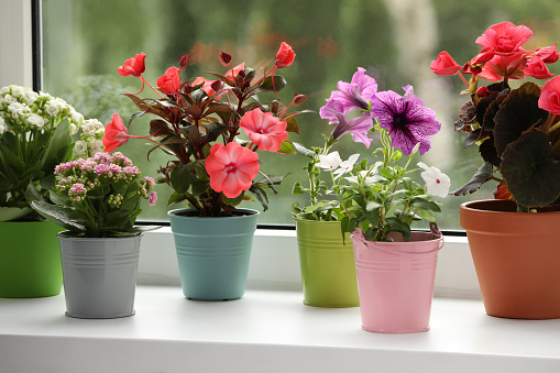 Different beautiful flowers in pots on windowsill indoors