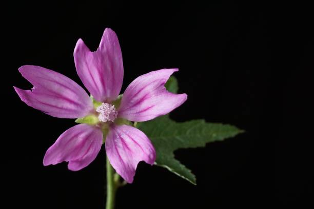 istock Medicinal herbs - Common mallow; Malva sylvestris 1574725070