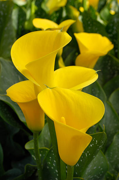 Close-up of Yellow Calla Lilies Close-up of yellow calla lilies (Zantedeschia) growing on a central California coast nursery.  Full frame, elevated view view. calla lily stock pictures, royalty-free photos & images