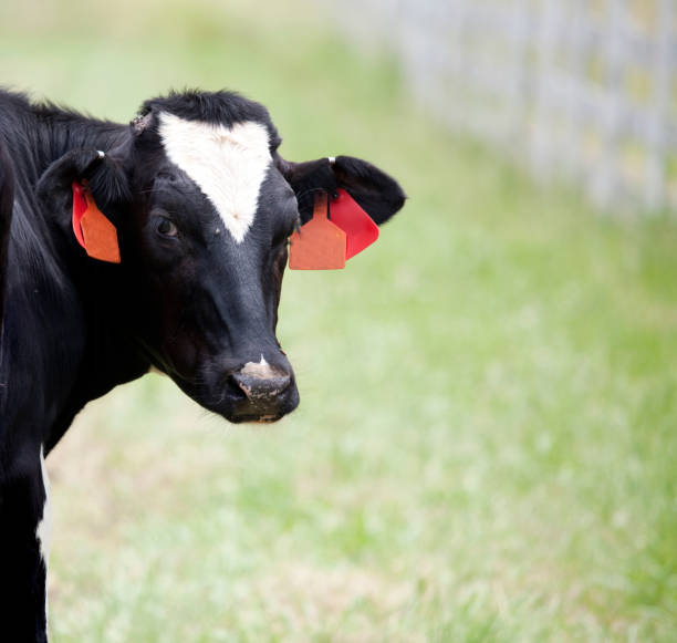istock Holstein Cow on Virginia Farm 157472848