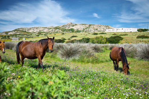 Wild horses in national park on Isola Asinara, Sardinia, Italy