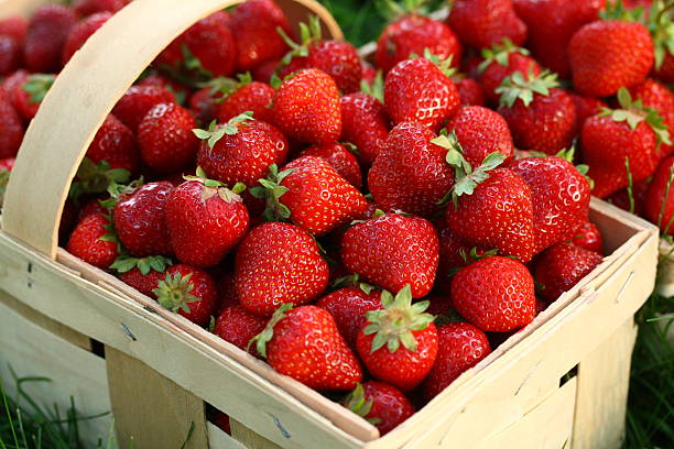 Home Grown Strawberries in Wooden Basket Strawberries stock pictures, royalty-free photos & images