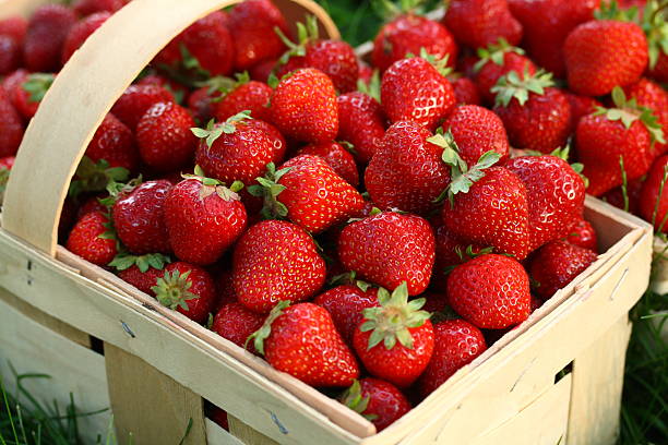 Home Grown Strawberries in Wooden Basket strawberry stock pictures, royalty-free photos & images