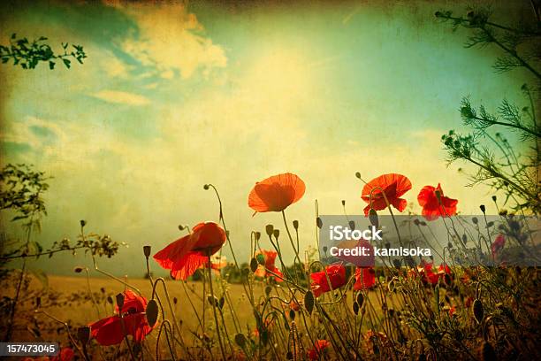 Campo Di Papaveri Grunge - Fotografie stock e altre immagini di Papavero - Pianta - Papavero - Pianta, Stile retrò, Vecchio stile