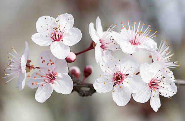 Almond blossom  almond tree photos stock pictures, royalty-free photos & images
