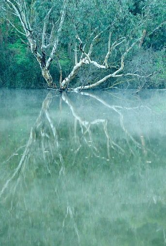 Early morning mist and reflections of trees