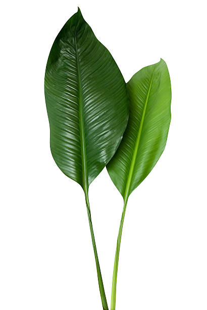 exotique feuille verte, isolé sur blanc avec un tracé de détourage - feuille de palmier photos et images de collection