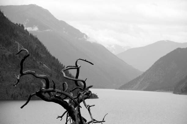 Dying pines forest in the Tatra Mountains, Poland
