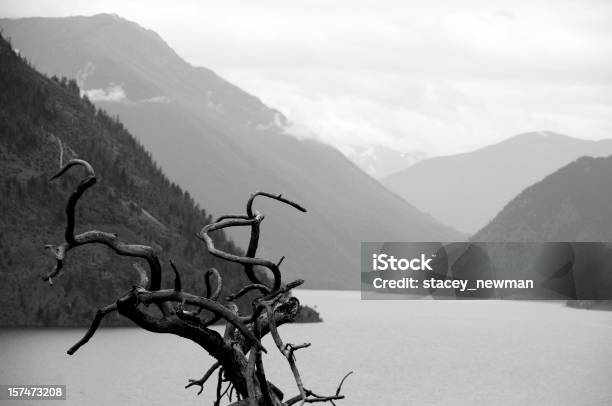 Foto de Deadwood Nas Montanhas e mais fotos de stock de Preto e branco - Preto e branco, Montanha, Natureza