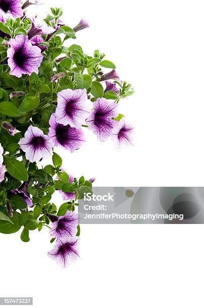 Pink Petunias On White Stock Photo - Download Image Now - Hanging Basket, Petunia, Flower