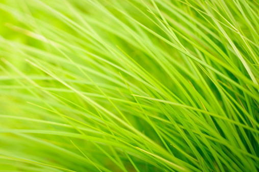 Abstract shot of grass moving in the wind.  Shot taken with a tilt shift lens and selective focus used.