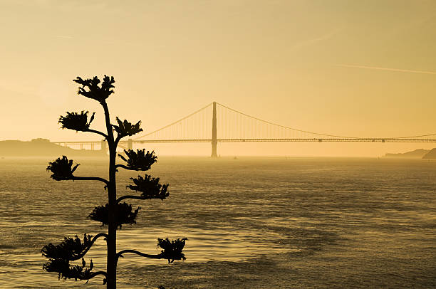 View of the Golden Gate Bridge