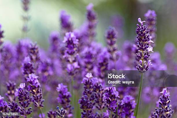 Blühende Lavander Stockfoto und mehr Bilder von Blume - Blume, Duftend, Farbbild