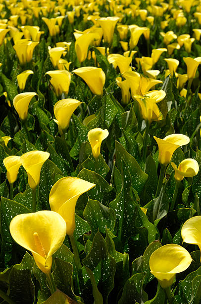 campo amarillo lilies lirios - alcatraz planta fotografías e imágenes de stock