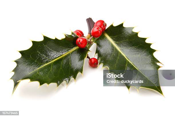 Real Sprig Z Holly Jagody - zdjęcia stockowe i więcej obrazów Boże Narodzenie - Boże Narodzenie, Ostrokrzew, Gałązka