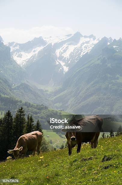 Cow Swiss Cattle In Alpine Surrounding Stock Photo - Download Image Now - Cow, Domestic Cattle, Switzerland