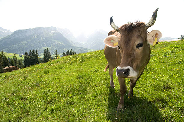 корова, глядит в камеру - швейцарский скот стоковые фото и изображения