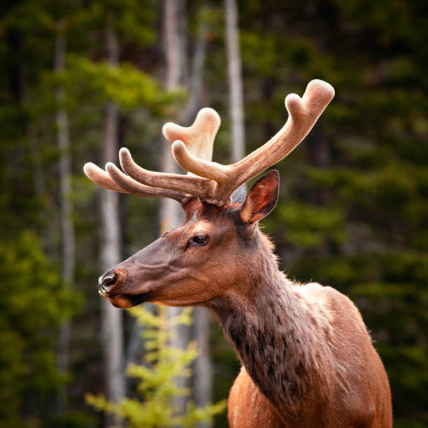 elk w banff national park - eco turism zdjęcia i obrazy z banku zdjęć