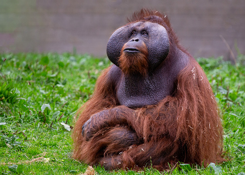 istock Orangutan (Pongo pygmaeus) - Captivating Primate of Southeast Asia 1574735034
