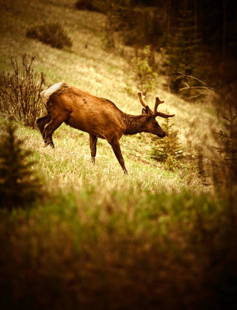elk w banff national park - eco turism zdjęcia i obrazy z banku zdjęć