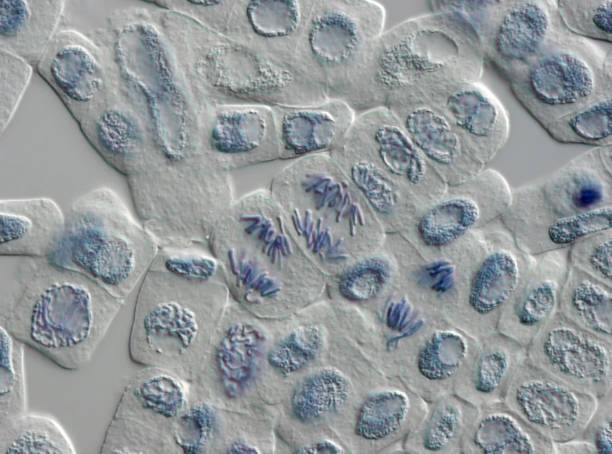 microscope image de division de cellules mitose - chromatid photos et images de collection