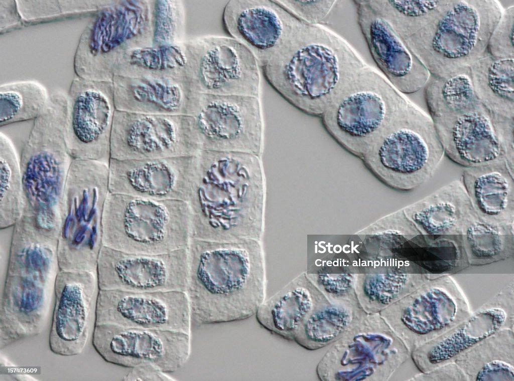 �현미경 이미지 공장요 세포 때묻은 경우 핵과 - 로열티 프리 유사 분열 스톡 사진