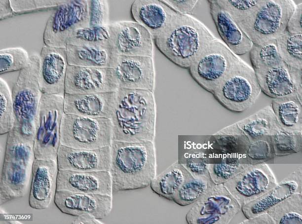 현미경 이미지 공장요 세포 때묻은 경우 핵과 유사 분열에 대한 스톡 사진 및 기타 이미지 - 유사 분열, 세포, 휴지기