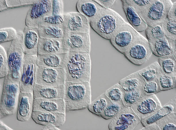microscópio imagem de uma planta cor para pequenos núcleos células - genetic modification genetic mutation genetic research vegetable - fotografias e filmes do acervo