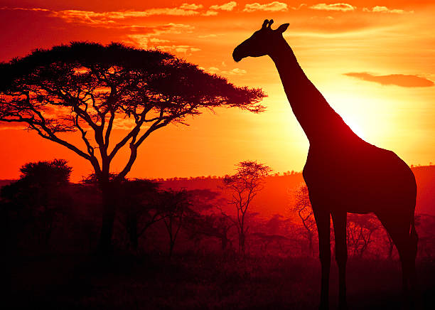 African Giraffe at Sunset stock photo