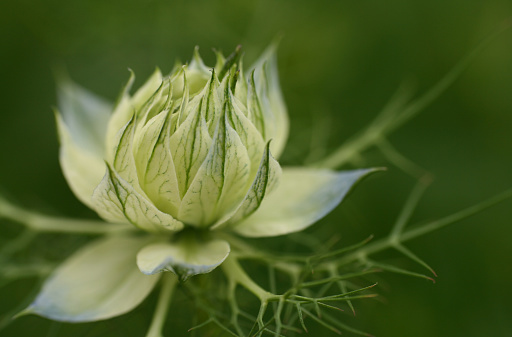 Closeup macro photo of a milk thistle weed that is growing a garden,