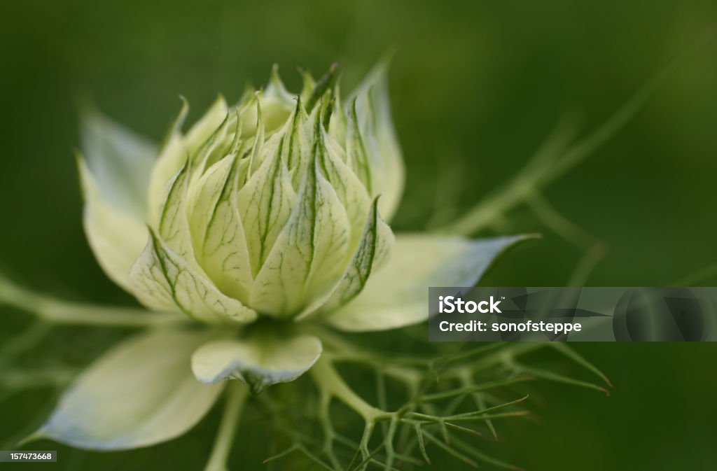 Love-in-a-mist - Royalty-free Nigella Foto de stock