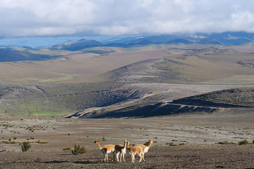 A herd of vicuñas grazing in their natural habitat.  Location:  Chimborazo National Park, Ecuador