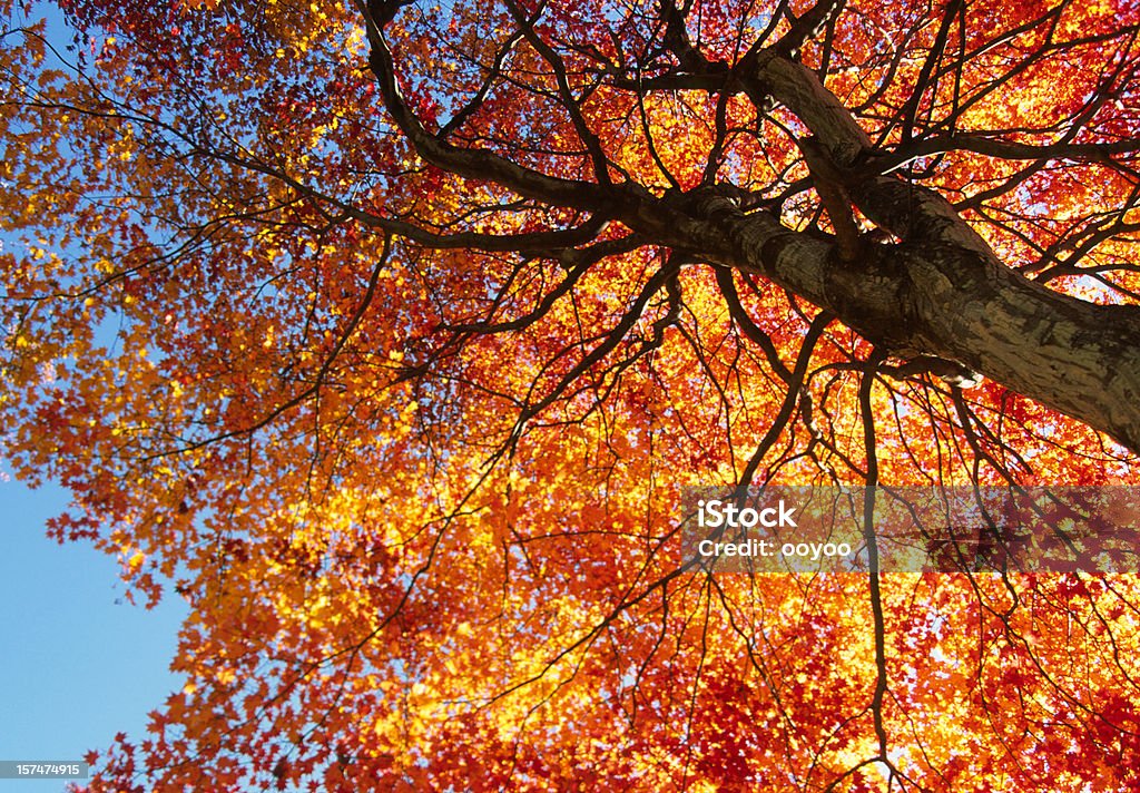Orange Autumn Tree orange fall foliage against the clear blue sky Autumn Stock Photo