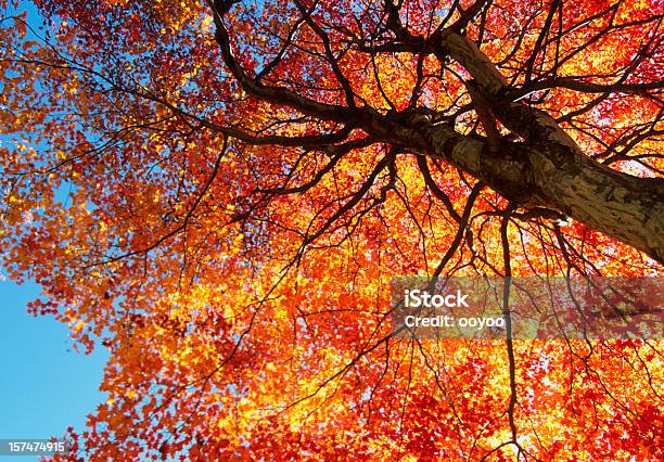 Orange Autumn Tree Stock Photo - Download Image Now - Autumn, Autumn Leaf Color, Blue