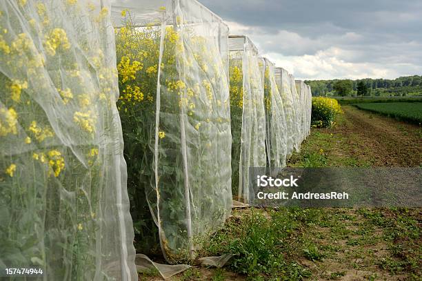 Agricultura Área De Teste - Fotografias de stock e mais imagens de Agricultura - Agricultura, Ao Ar Livre, Biologia