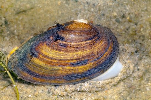 A painter mussel, Unio pictorum, in fluvial sediments of a river