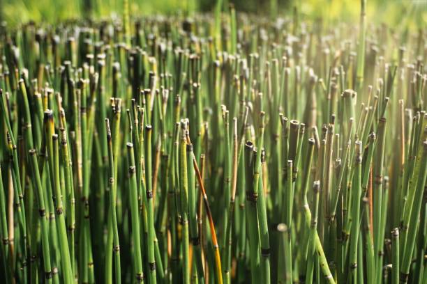Scouring Rush or water bamboo Scouring Rush or 'water bamboo', also known as rough horsetail, is a plant found in North America, Europe and northern Asia. horsetail bamboo stock pictures, royalty-free photos & images