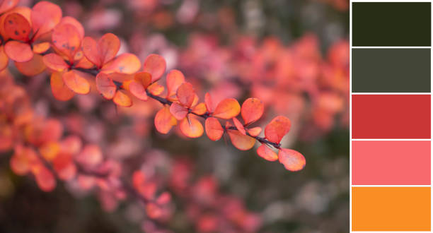 istock Autumn leaves, color palette swatch 1574750127