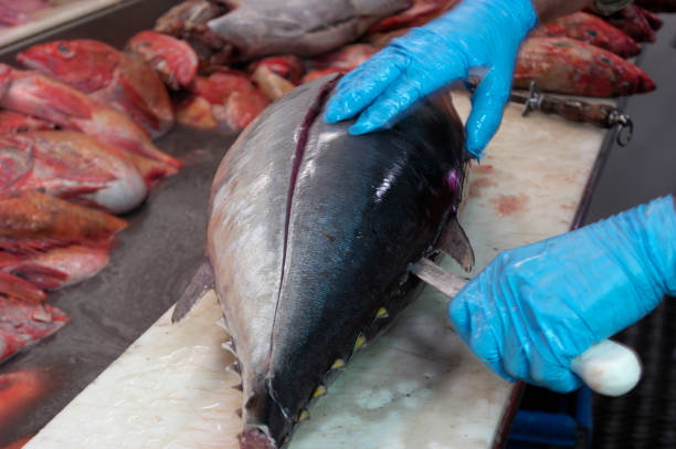 Fresh Tuna Being Prepared for Market