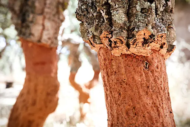 Photo of Cork Tree Farming