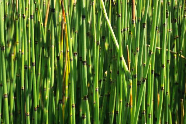 Scouring Rush or water bamboo Scouring Rush or 'water bamboo', also known as rough horsetail, is a plant found in North America, Europe and northern Asia. horsetail bamboo stock pictures, royalty-free photos & images