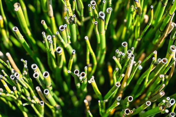 Scouring Rush or water bamboo Scouring Rush or 'water bamboo', also known as rough horsetail, is a plant found in North America, Europe and northern Asia. horsetail bamboo stock pictures, royalty-free photos & images