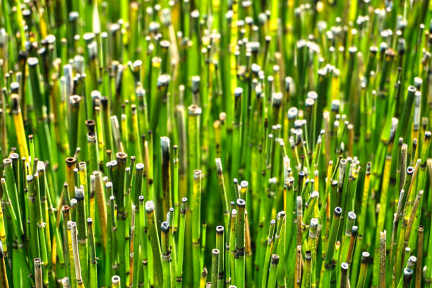 Scouring Rush or water bamboo Scouring Rush or 'water bamboo', also known as rough horsetail, is a plant found in North America, Europe and northern Asia. horsetail bamboo stock pictures, royalty-free photos & images