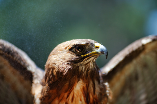 Red Tailed Hawk with spread wings enjoying water spray to keep it cool on a very hot summer day.