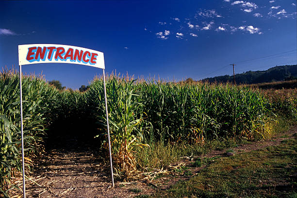 Entrance to corn maze under clear blue sky stock photo